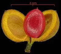 Frutto di Ucuuba