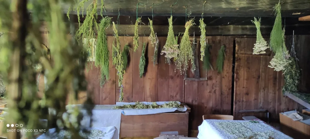 Tinture madri: erbe officinali in essicazione