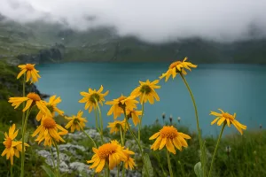 Fiaschi di vetro con infiorescenze di Arnica Montana al sole