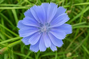 Cicoria proprietà pelle: il fiore blu che purifica e rivitalizza