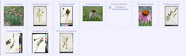 Varietà di Echinacea