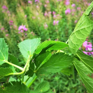 Imperatoria (Peucedanum ostruthium): Proprietà, Usi e Benefici dell’Agrou, la “Panacea Alpina”