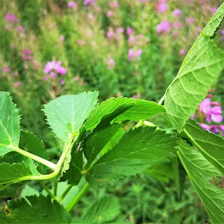 Imperatoria (Peucedanum ostruthium): Proprietà, Usi e Benefici dell’Agrou, la “Panacea Alpina”