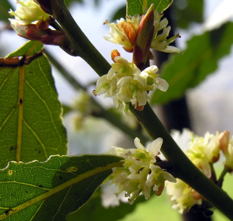 foglie di alloro, cosmetica naturale, pianta laurus nobilis