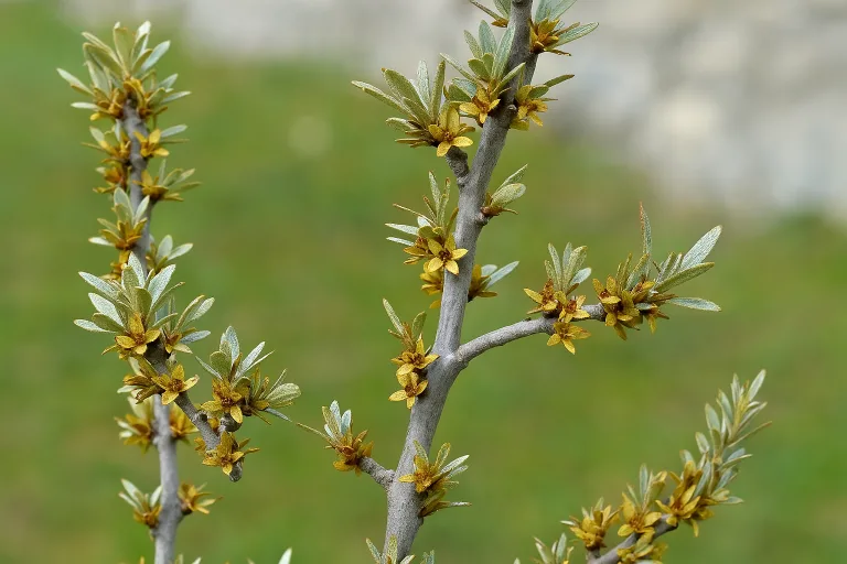 L’Olivello spinoso per la pelle e la cosmesi naturale