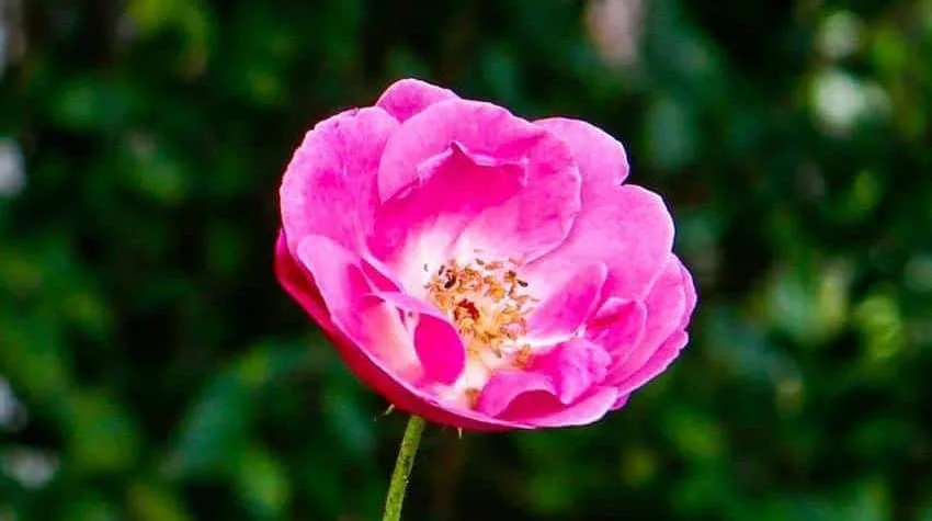 Fiore di Rosa moscheta