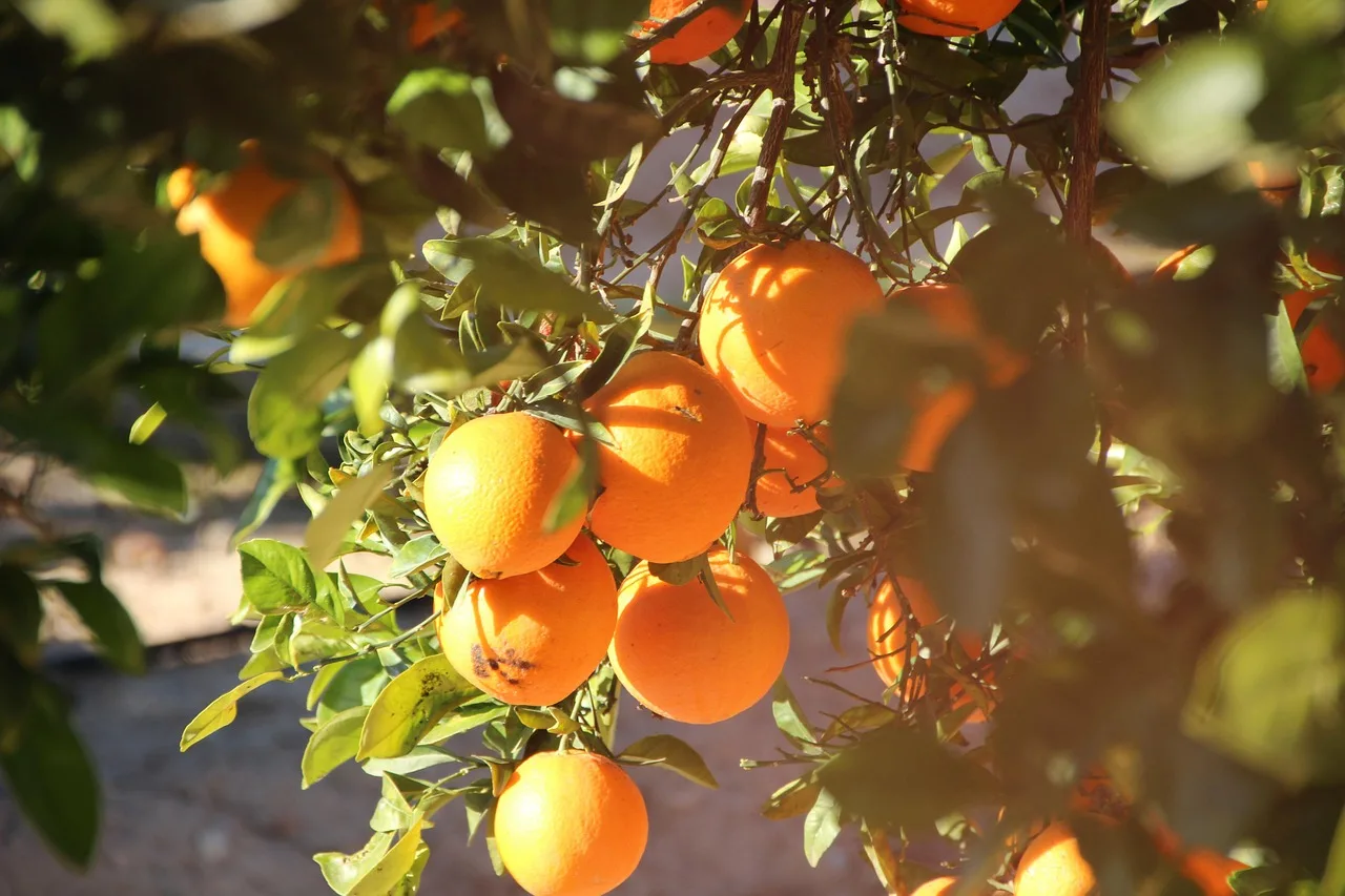 Arancio dolce