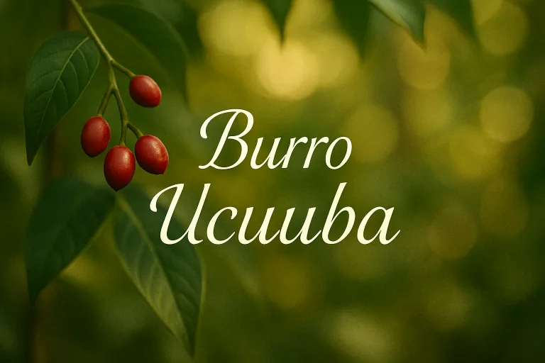 vasetto di burro di Ucuuba su sfondo neutro con semi di Virola surinamensis