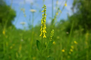 Il Meliloto Officinalis: Benefici per Pelle e Occhi in Modo Naturale