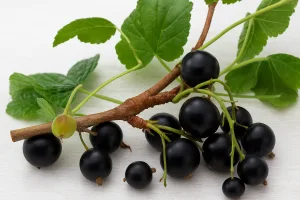 Ribes nero