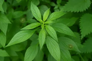 la Parietaria officinalis