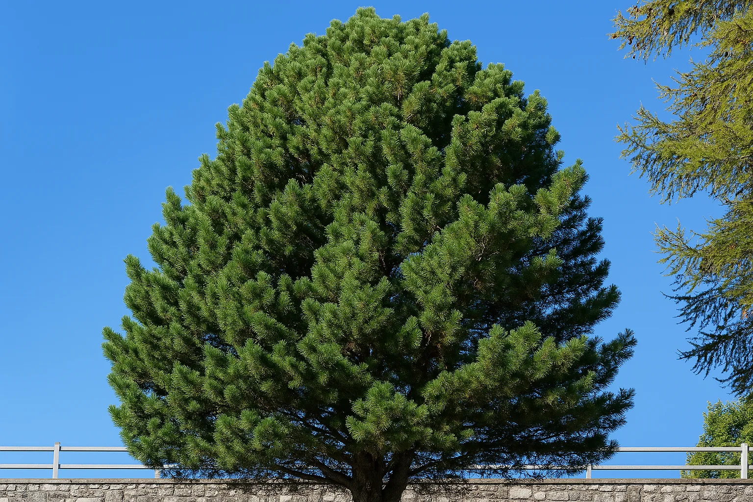 Il Pino Cembro, noto anche come Cirmolo, è un alleato prezioso nella cosmesi naturale