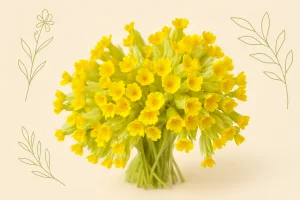 Primula veris