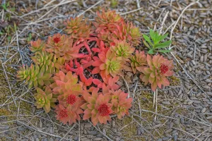 Scopri i benefici della Rhodiola rosea in cosmesi naturale: protegge la pelle, rinforza i capelli e contrasta lo stress ossidativo. Una radice preziosa dalla montagna.