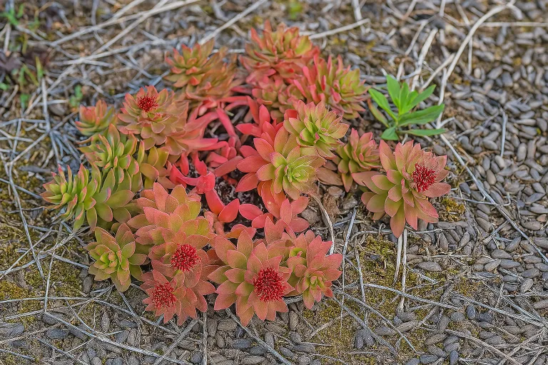 Scopri i benefici della Rhodiola rosea in cosmesi naturale: protegge la pelle, rinforza i capelli e contrasta lo stress ossidativo. Una radice preziosa dalla montagna.