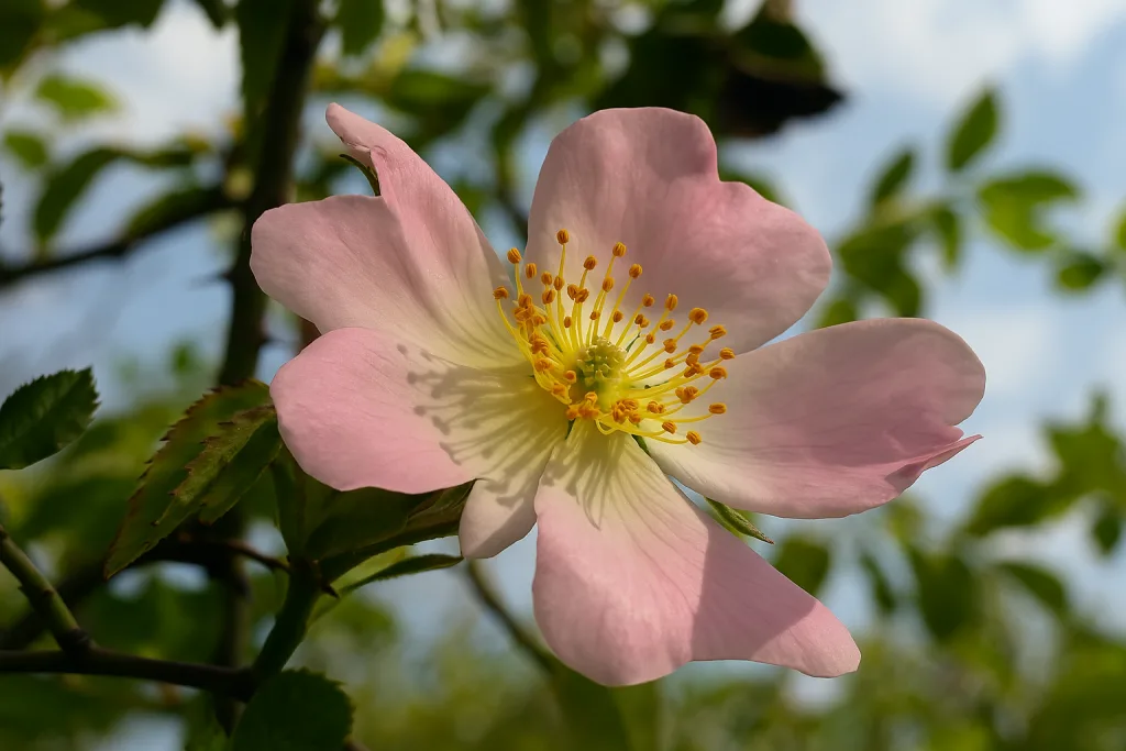 Fiore di Rosa canina