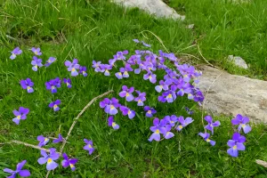 Viola odorata