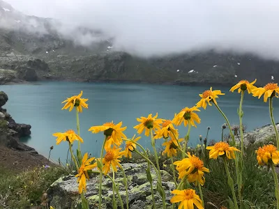 Il regon vegetale: fotografia dell'arnica