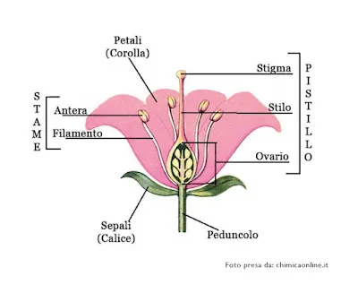 I fiori: studiare la struttura delle piante