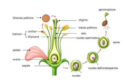 Strategie di impollinazione