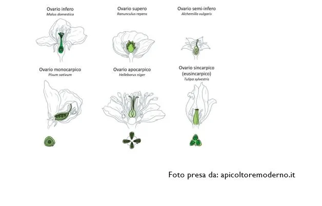 Lessico botanico essenziale