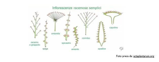 armonia naturale tra struttura e funzione