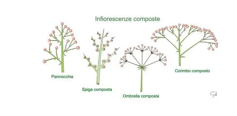 I fiori armonia naturale tra struttura