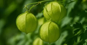 Estratto di Cardiospermum halicacabum applicato su pelle sensibile per lenire rossori e irritazioni