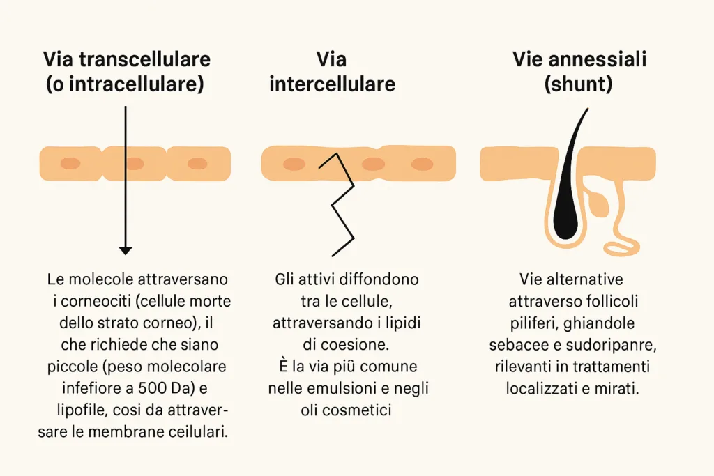 Le tre principali vie di assorbimento cutaneo