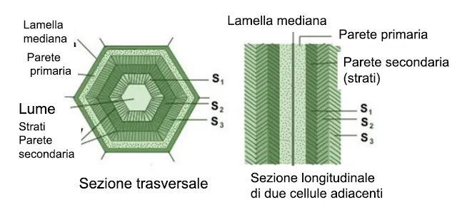 Cellula vegetale La parete cellulare