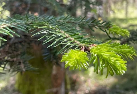 Le piante pino
