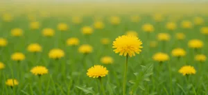 Pianta officinale: tarassaco