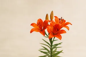 Fiori rossi di angiosperma in ambiente montano, esempio di bellezza naturale e biodiversità vegetale