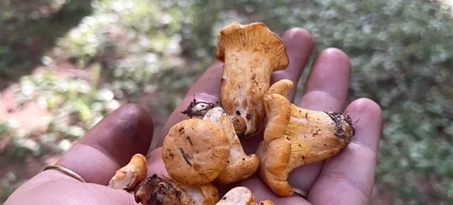 Funghi