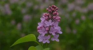 Infiorescenza di Serenella (Syringa vulgaris) in primo piano, su sfondo verde sfocato con altri fiori sullo sfondo