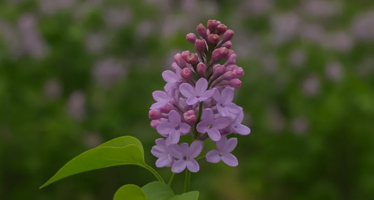 Infiorescenza di Serenella (Syringa vulgaris) in primo piano, su sfondo verde sfocato con altri fiori sullo sfondo