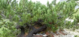 Ramo di Pino Mugo (Pinus mugo) in ambiente alpino – fotografia botanica realistica