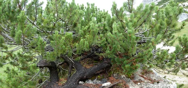 Ramo di Pino Mugo (Pinus mugo) in ambiente alpino – fotografia botanica realistica