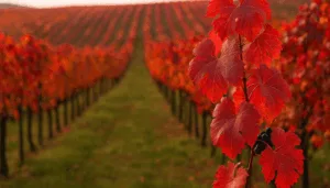 Foglie di vite rossa ricche di antociani