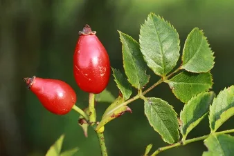 Inverno e Rosa canina