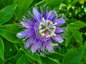 Fiore di Passiflora incarnata viola in alta definizione con dettagli dei petali e della corona filiforme.