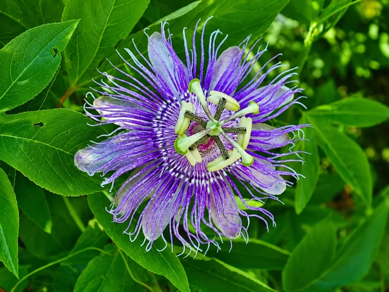 Fiore di Passiflora incarnata viola in alta definizione con dettagli dei petali e della corona filiforme.